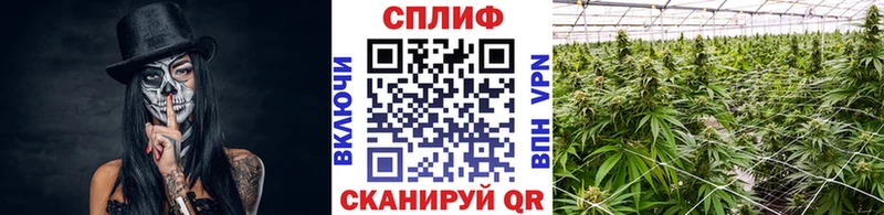 купить   Санкт-Петербург  Канабис VHQ 